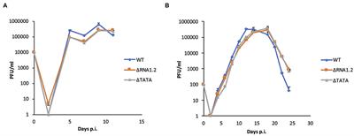 Human Cytomegalovirus Long Non-coding RNA1.2 Suppresses Extracellular Release of the Pro-inflammatory Cytokine IL-6 by Blocking NF-κB Activation